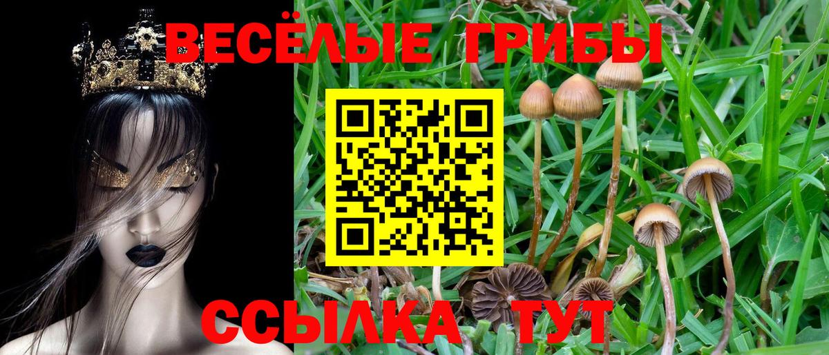 Галлюциногенные грибы Psilocybine cubensis  Нягань 